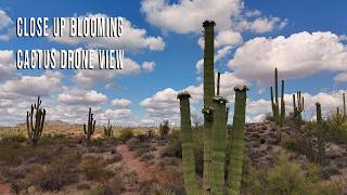 Full 4K Blooming Saguaro Cactus | Arizona Desert Drone Footage | Available for Licensing Guide