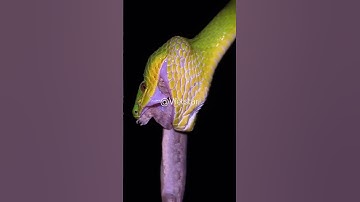 Khoảnh khắc rắn lục đuôi đỏ săn mồi #shortvideo #thugiancuoituan