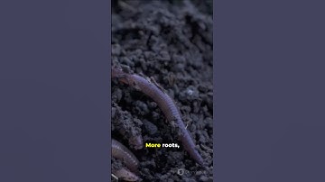 Sustainable Integrated Oil Palm Practice to Enhance Soil Organic Matter  #soil #researchers #farm