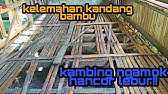 Kandang Kambing Minimalis Dari Bambu Muat 8 Ekor Youtube