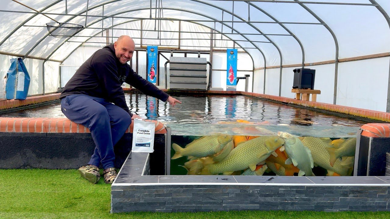 Почему именно эти разновидности карпов кои становятся такими популярными..?