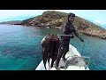 Pole spearfishing in Greece vol.1 - Υποβρύχιο ψάρεμα με καμάκι  vol.1 ✅