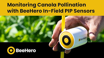 Monitoring Canola Pollination with BeeHero In-Field PIP Sensors