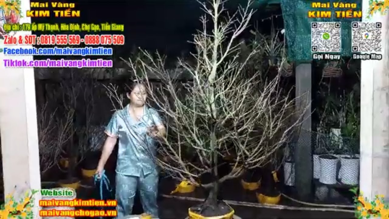 Phôi Mai Thủ Đức Giá Rẻ Bao Ship Bao Sống Toàn Quốc - Mai Vàng Kim Tiền Chợ Gạo