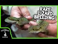 BABY AUSTRALIAN WATER DRAGONS! (Breeding, Care, and Husbandry)