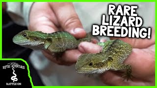 BABY AUSTRALIAN WATER DRAGONS! (Breeding, Care, and Husbandry)
