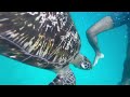 sea friends