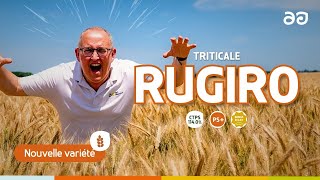 Rugiro, le triticale qui sécurise la culture