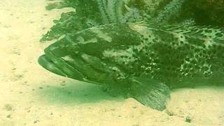 ECSD(JS)CatfaceRockcod01.AVI