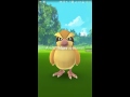 PGO: Jogando Pokémon Go Brasil, Foz Do Iguaçu #01