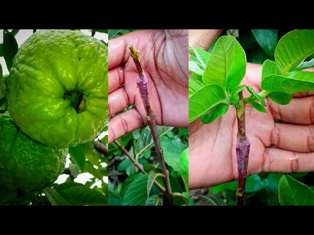 Guava tree grafting technique - grafting fruits tree class=