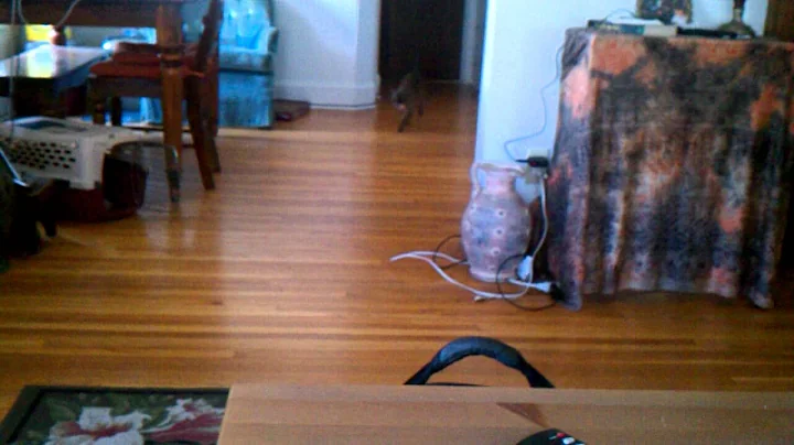 Watch the video about Burmese cat plays fetch really well