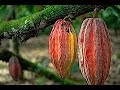 Cómo Rehabilitar un Cultivo de Cacao no Rentable - TvAgro por Juan Gonzalo Angel