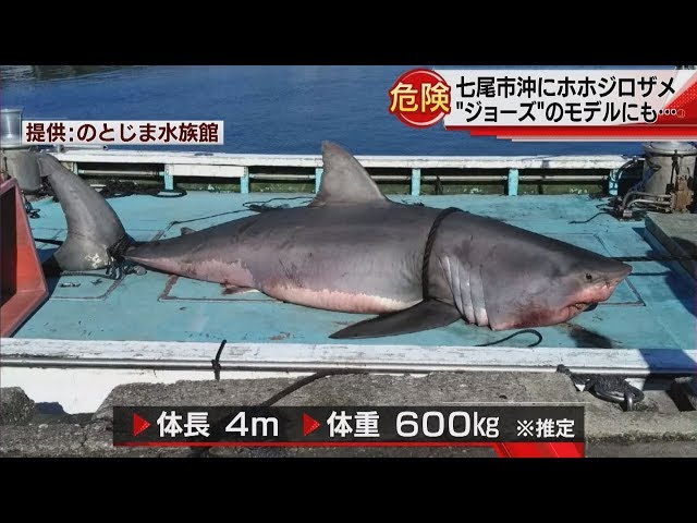 Great White Shark Off the Coast of Nanao City - Broadcast Nov. 7