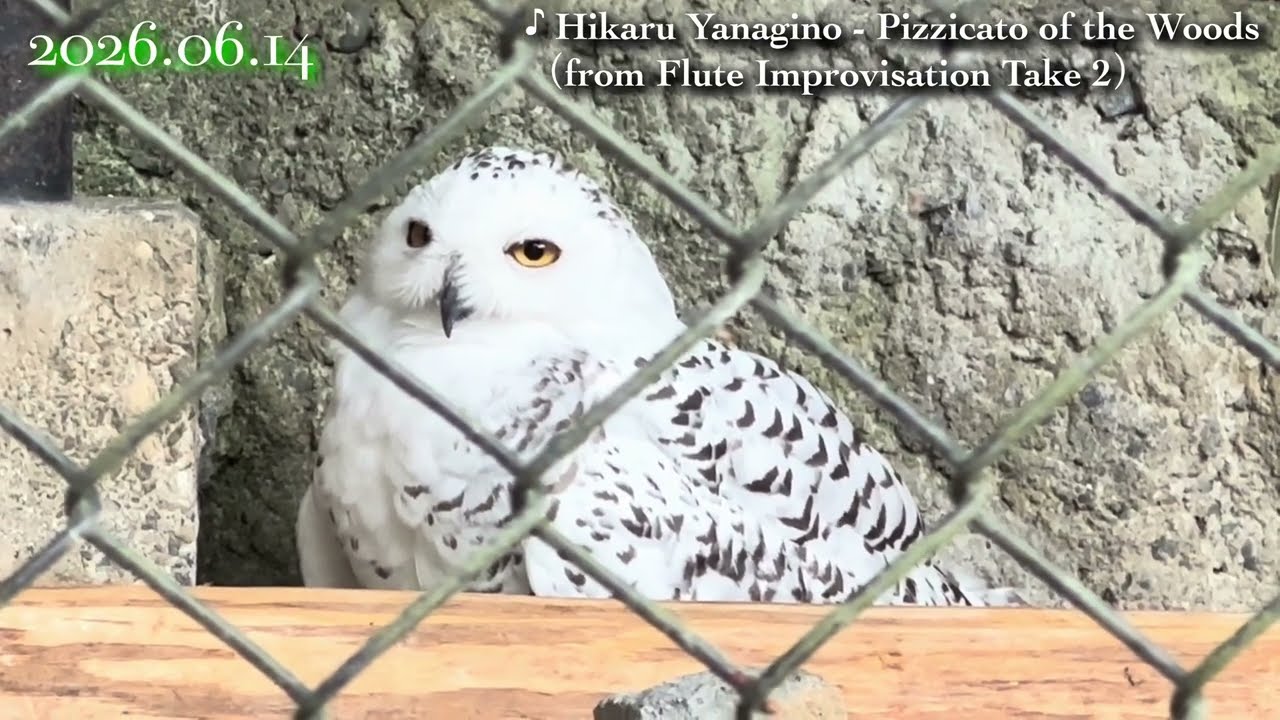 シロフクロウとフクロウの仲間たち Snowy owl｜June 14, 2026 多摩動物