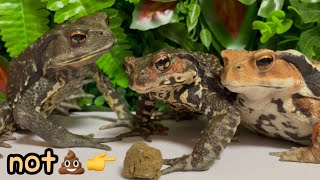 3 Big Toads🐸（japanese toad,japanese stream toad）