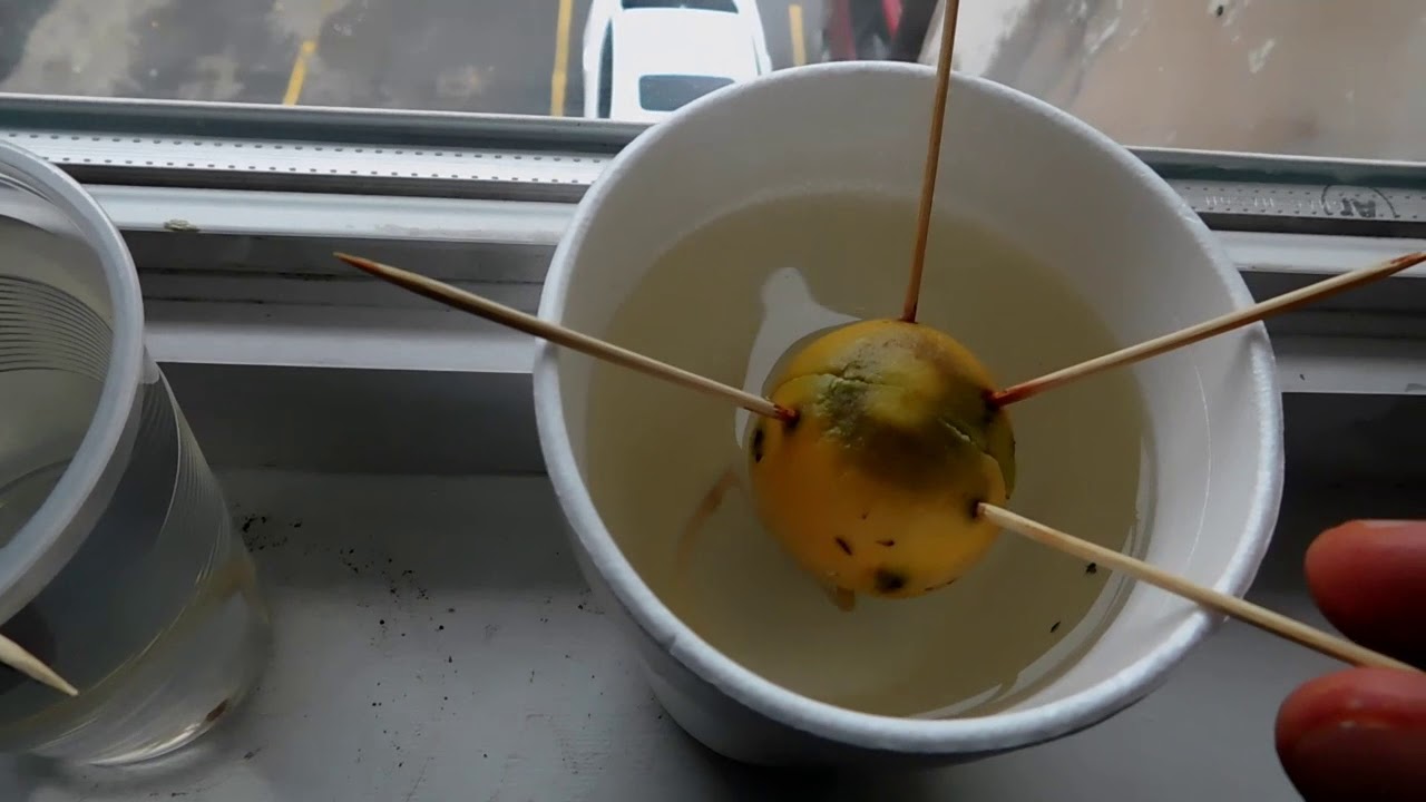 How to Grow Avocado from Seed - YouTube