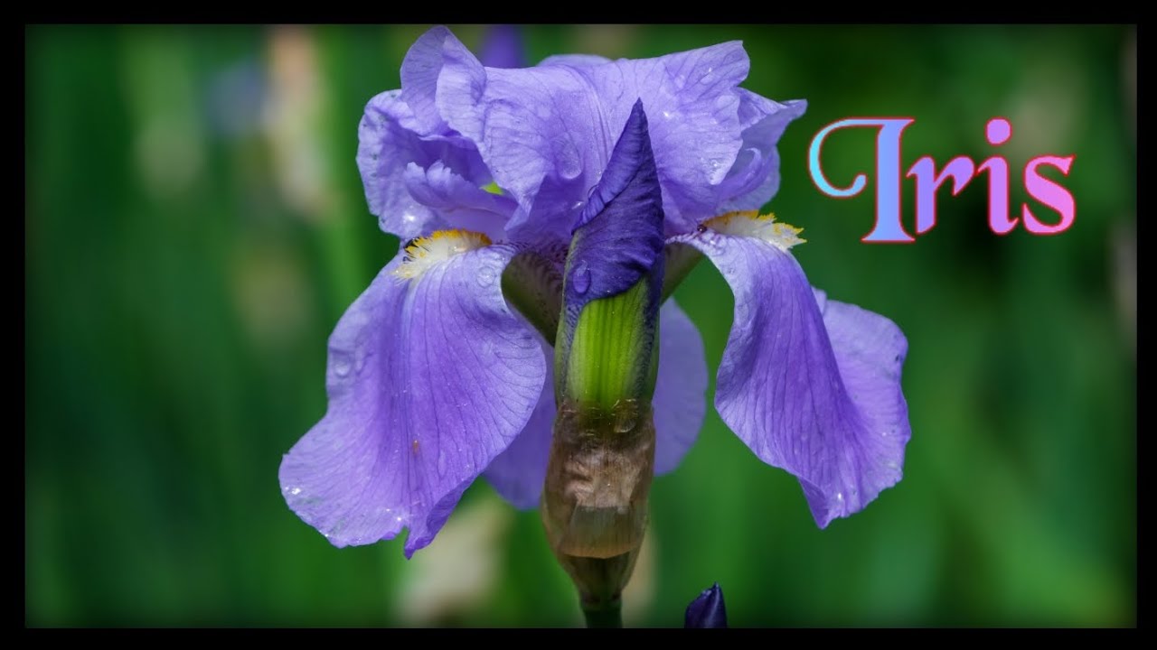 IRIS - YouTube