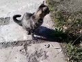 Funny CATS - HOLD YOUR LAUGH IF YOU CAN (CHALLENGE)