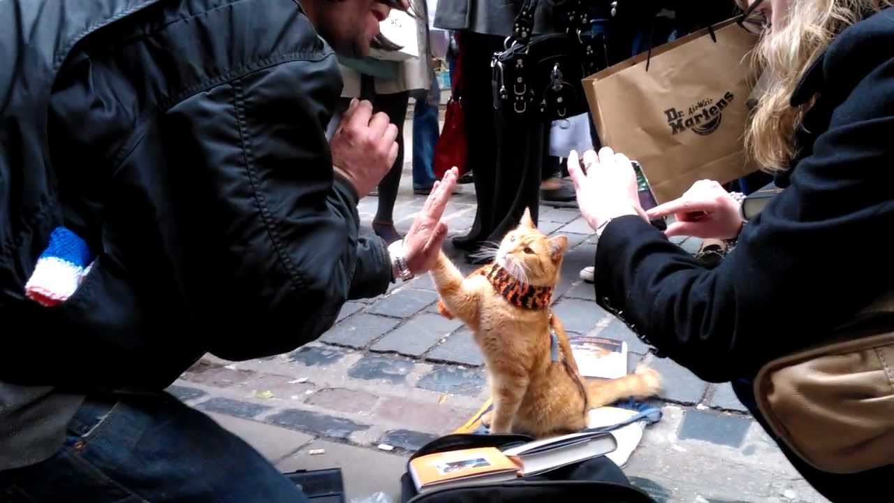 Delphiris Meets Bob The Big Issue Cat - Youtube