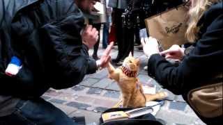 Delphiris meets Bob the big Issue Cat