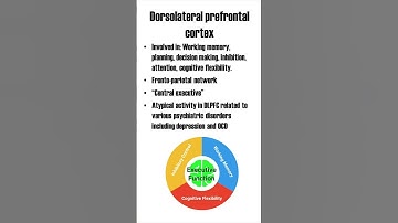Dorsolateral Prefrontal Cortex (DLPFC)