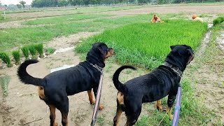 What do you think about Adult Rottweiler || Mr.Bolt by Mr. Bolt 4,539 views 1 year ago 8 minutes, 59 seconds