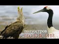 Птичий рай на Курилах: полуостров Весловский | Film Studio Aves