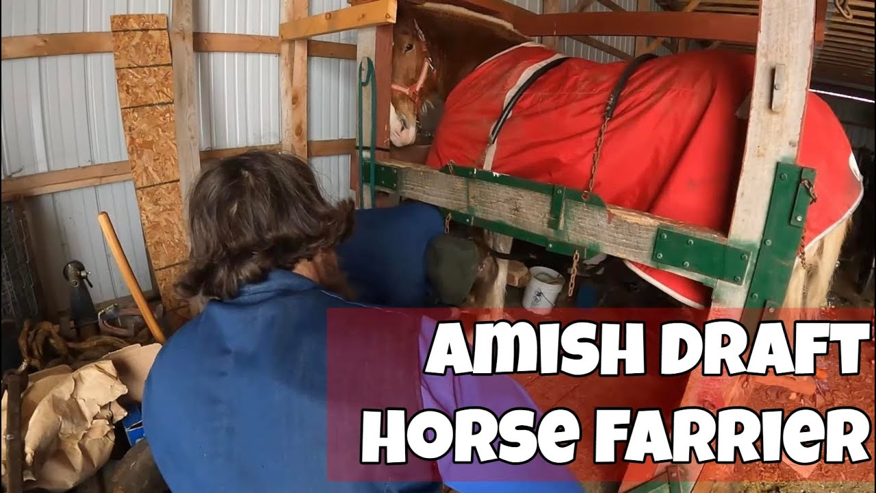 AMISH FARRIER All Your Questions Answered!! YouTube