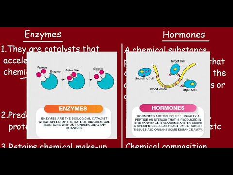 एंजाइम और हार्मोन |त्वरित अंतर और तुलना|