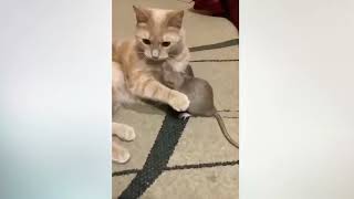 Funniest Animals - Best Of The 2022 Funny Animal Videos - Cutest Animals Ever 4 by 100 PERCENT PETS No views 1 year ago 1 minute, 47 seconds