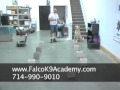 Detection Dog Training Falco K9 Academy Detection Dog Training Falco K9 Academy