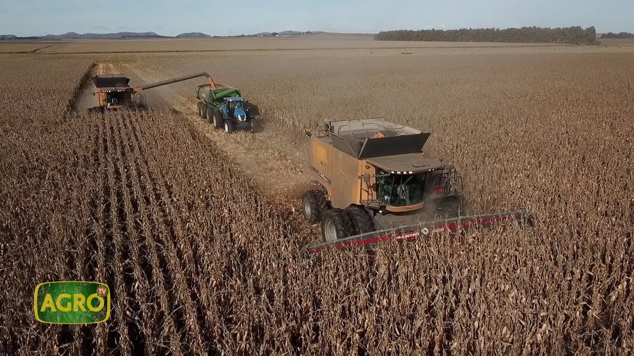 Familia Barcelonna: En el sudeste bonaerense el maíz cosecha éxitos (#1038 2023-07-01)