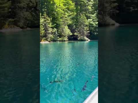 Blausee Lake Switzerland سويسرا بحيرة بلاوسي أو البحيرة الزرقاء