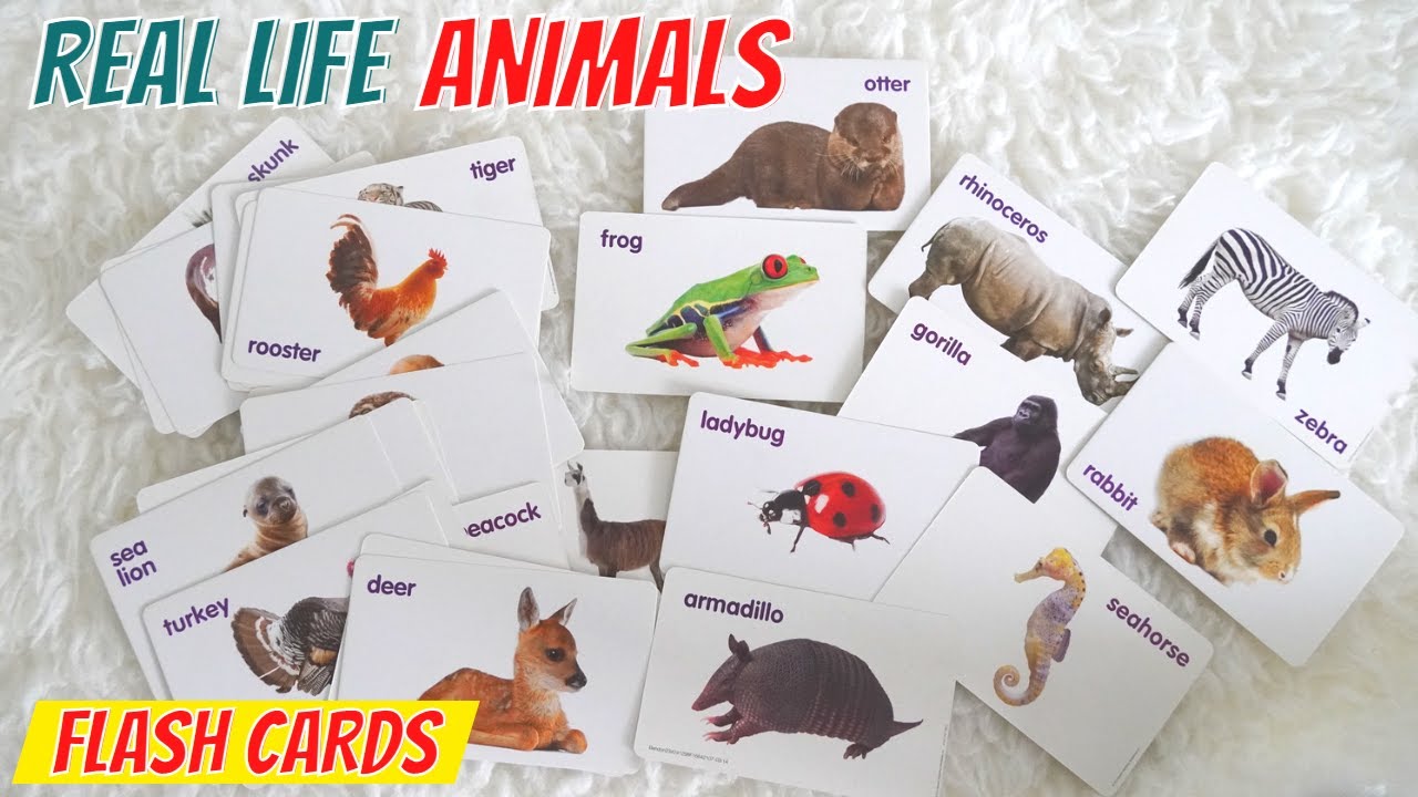 ANIMAL NAMES for Kids and Toddlers First Words for Babies