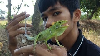 Mengenal Bunglon Surai  Bronchocela Jubata 