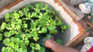 زراعة اللوتس في الكويت والخليج How to Score and Grow Water Lotus Seeds