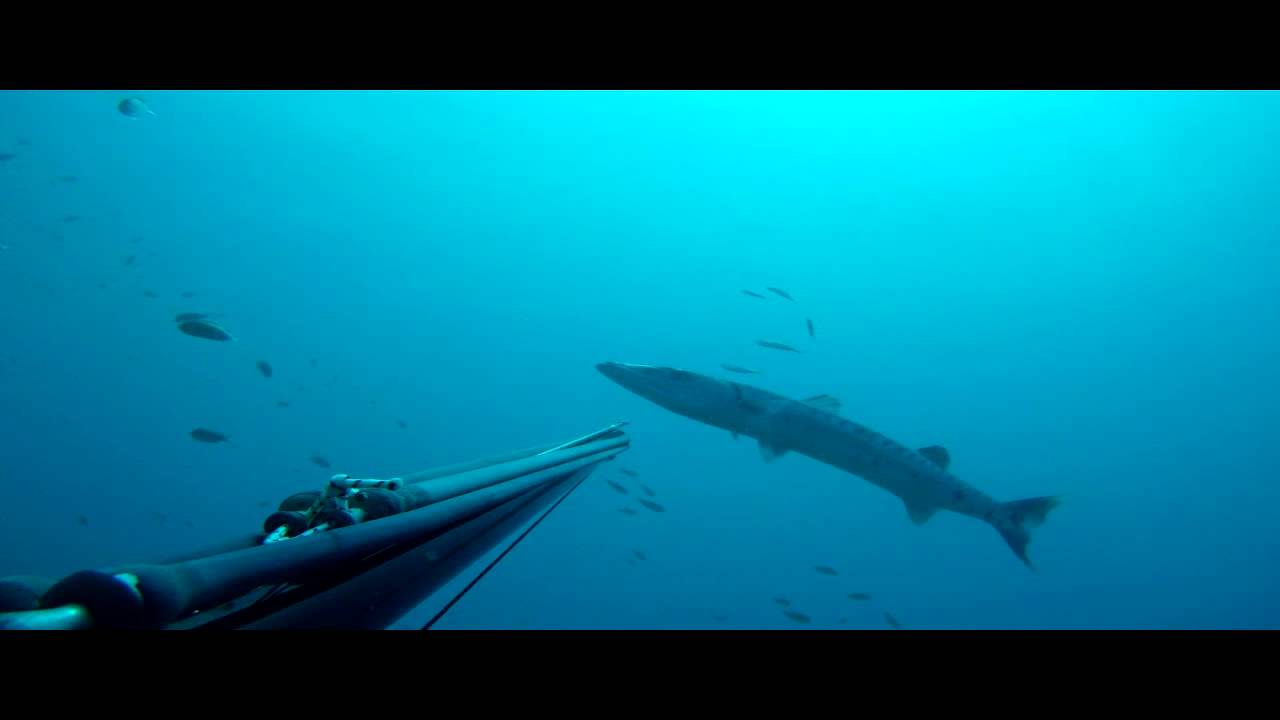 Barracuda - ciguatera