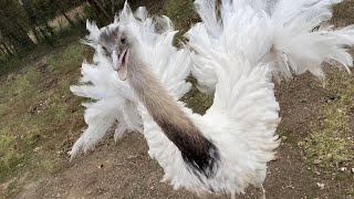Do Rheas Make Good Pets? Surprising Results