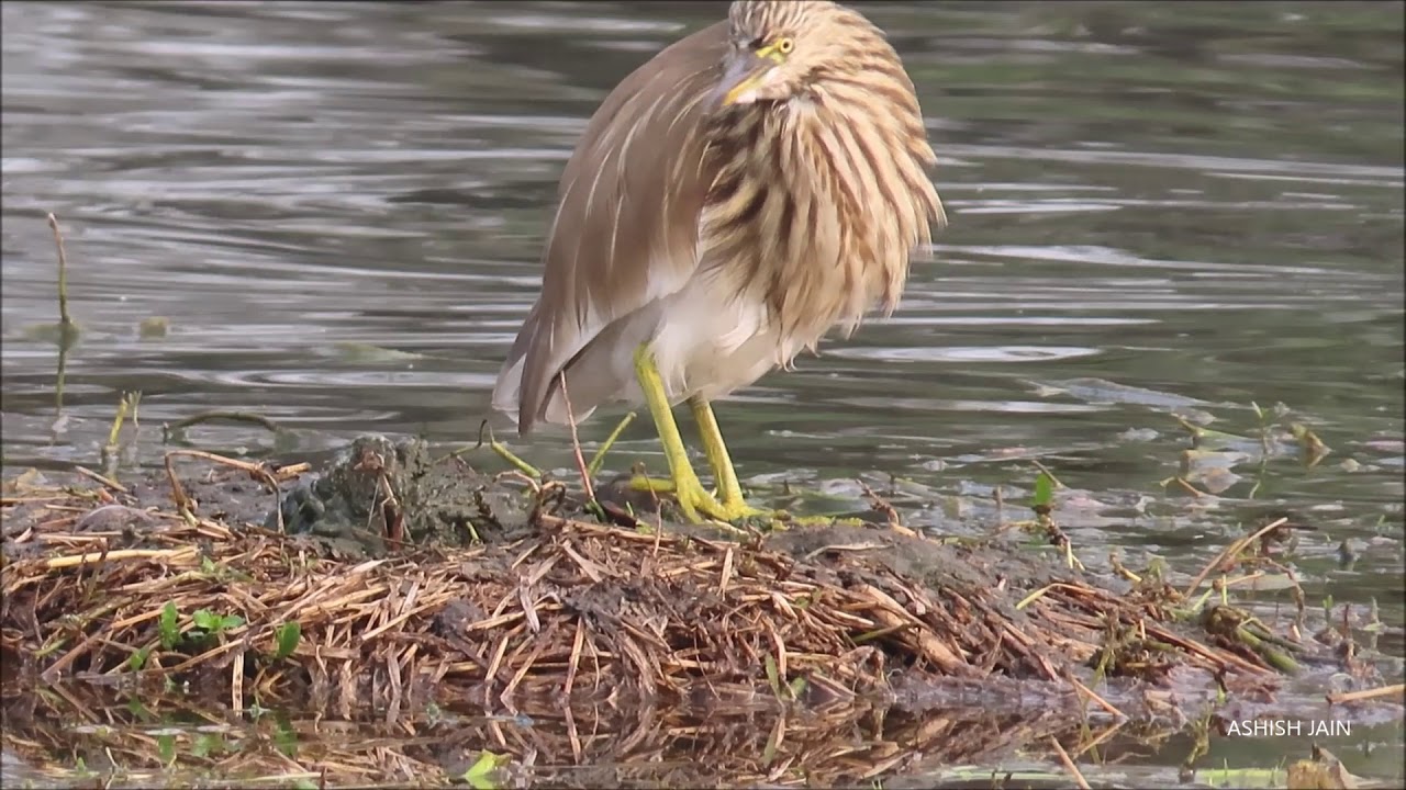 SULTANPUR NATIONAL PARK- A BIRDER PARADISE IN HARYANA || सुल्तानपुर राष्ट्रीय उद्यान