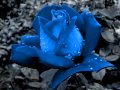 Blue Rose