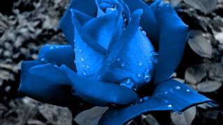 Blue Rose