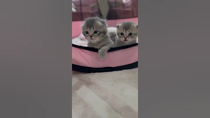 Video 7602781: kittens scottishfold cutecat meow, cats kittens scottishfold cutecat, pets cutecat scottishfold funny, scottishfold catlover cutecat, cute pet cat scottishfold, cat scottishfold funny animals
