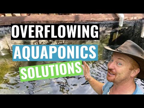 فيديو: خضروات Aquaponic: تعرف على الخضروات التي تنمو مع الأسماك