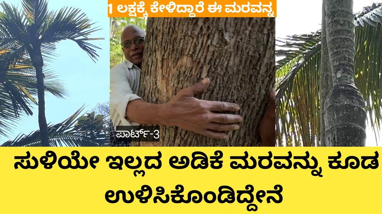 ಅಡಿಕೆಗೆ ಈ ರೀತಿಯ ರೋಗ ಬಾದೆಗಳಿದ್ದರೆ ಈ ರೀತಿ ಮಾಡಿ ಮರ ಉಳಿದುಕೊಳ್ಳುತ್ತದೆ... ಇದು ನನ್ನ ಪ್ರಯೋಗದಿಂದ ಕಲಿತದ್ದು