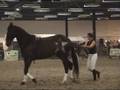 Heïdy et Favori au salon du cheval de Tournai 2008