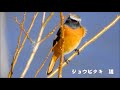 ジョウビタキ＆かわせみ＆アカハラ　松戸２１世紀の森公園