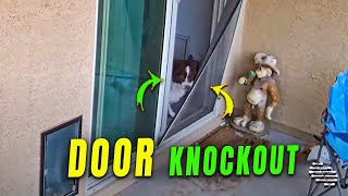 Dog Knocks Out Screen Door