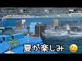 [シャチ] 朝のトレーニング①                                   名古屋港水族館