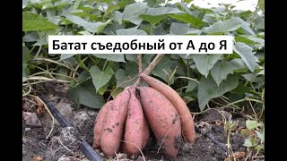 Батат съедобный от А до Я в природном земледелии.